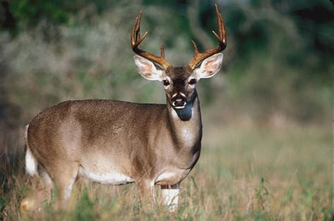 Texas White Tailed Deer Hunters Can Look Forward To A Favorable 2020 21