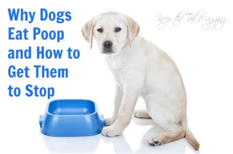 Why is my dog not eating dry food? How to Stop Your Dog from Eating Poop | Keep the Tail Wagging