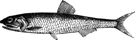 Anchovy | ClipArt ETC