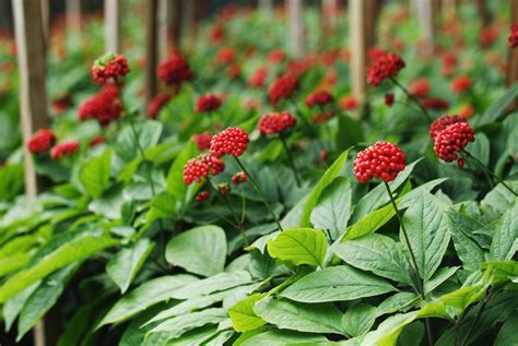 Ginseng Plant Issues Troubleshooting Problems With Ginseng Plants