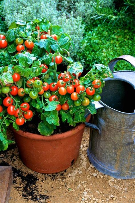 Easy Ways In Growing Tomatoes In Pots Various Techniques And