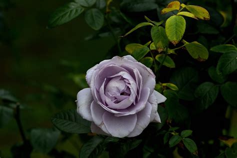 Free Image On Pixabay Purple Rose Flower Nature Rose Floral