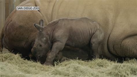 Artificial Reproduction Shows Hope For The Endangered Northern White Rhino Nbc 7 San Diego