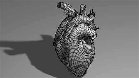 Anatomical Model Of The Human Heart 3d Model Turbosquid 2038660