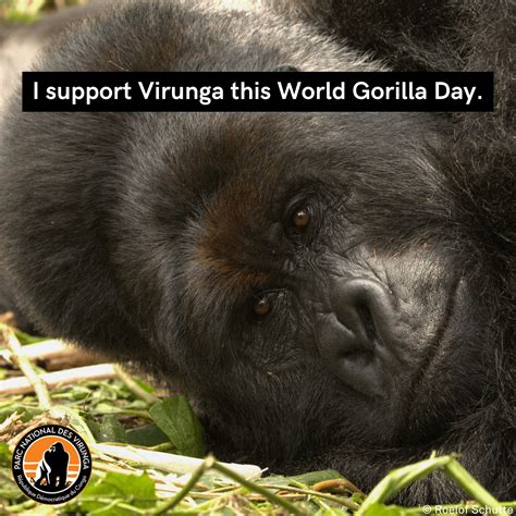 World Gorilla Day Virunga National Park