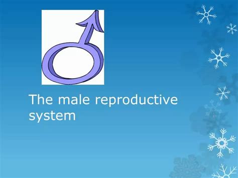 Male Reproductive Organs Powerpoint Template By BEC