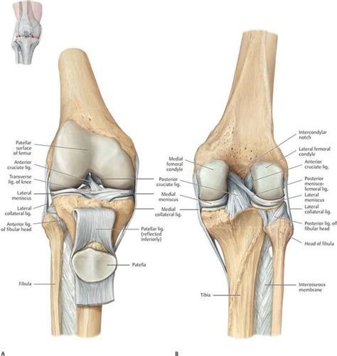 Lower Limb Muscles Thigh Muscles Human Body Anatomy Muscle Anatomy