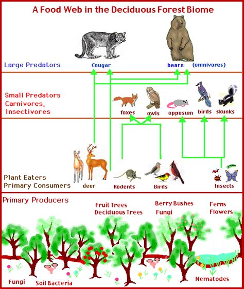 We did not find results for: Temperate Deciduous Forests: Food Web for Deciduous Forests