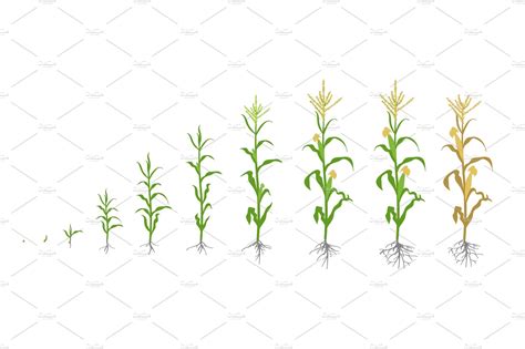Growth Stages Of Maize Plant Creative Daddy