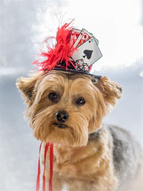 Portrait Of Yorkie Dog Wearing Her Lucky Hat Stock Photo Image Of