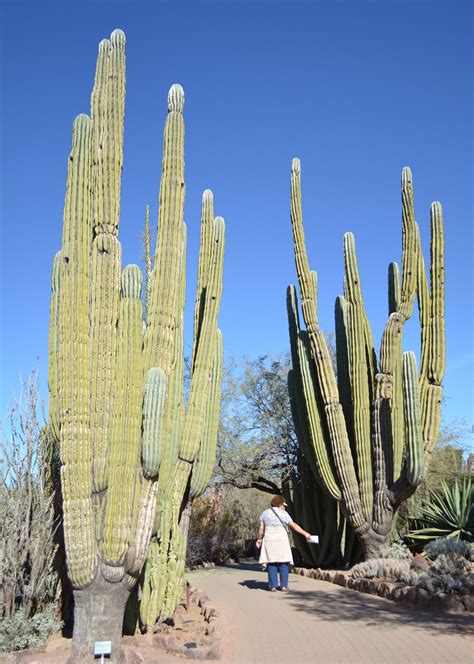 Travels Of Jackie And Randy January Beautiful Cactus