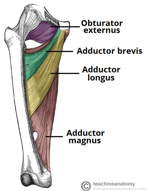 Almost all muscles cross at least one joint (moveable connection between two bones) and cause an action across that joint. Surface Anatomy of the Lower Limb - Anatomy & Physiology 152 with ..... at Loyola University ...