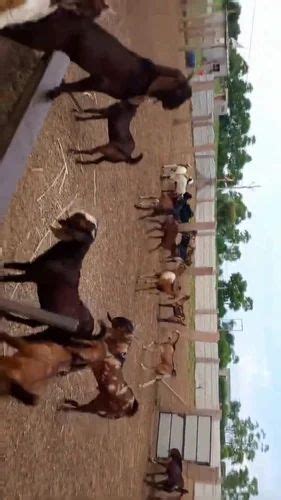 Sirohi Female Goat At Rs 250kg Sojat Goat In Nagaur Id 2849395034955