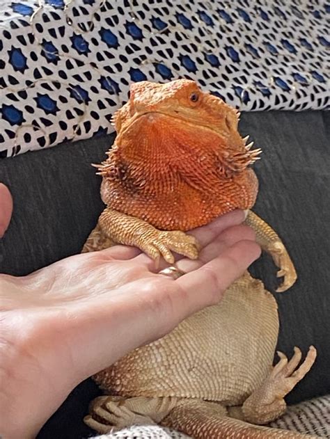 Precious Lil Neb In 2020 Bearded Dragon Lizard Pets
