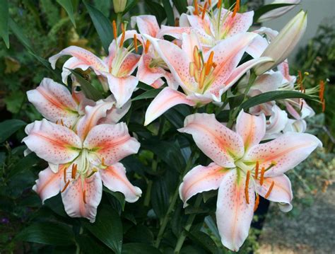 Photo Of The Bloom Of Lily Lilium Salmon Star Posted