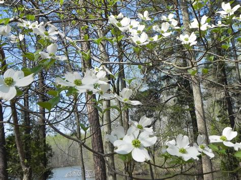 Pin By Cynthia Debarr On Flowers In North Carolina Dogwood Trees