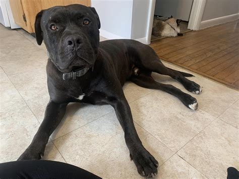 Cane Corso Puppies: Everything You Need To Know