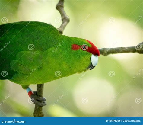 Happy Parakeet Stock Photo Image Of Afternoon Nuts 101376394