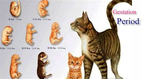 Gestation Periodpregnancy Signs In Cat Youtube