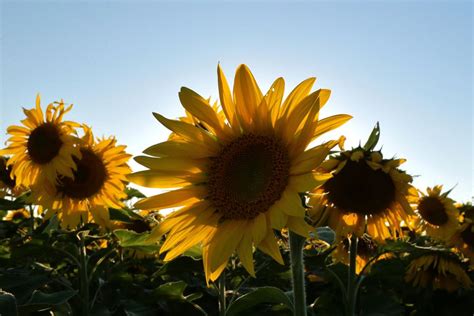 Tanaman bunga matahari jenis giant sun gold termasuk salah satu jenis bunga matahari yang mempunyai ukuran cukup besar. 18+ Bunga Matahari Raksasa - Galeri Bunga HD