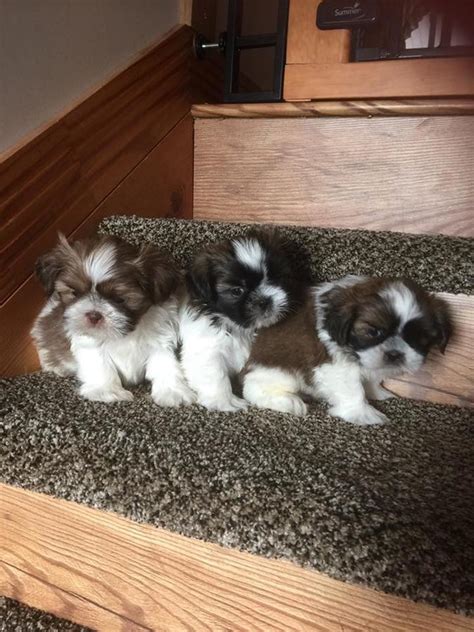 Very easy to train and are playful, lively and inquisitive.when buying a new puppy , please keep in mind that it is like bringing a new family member home. Shih Tzu Puppies For Sale | Jacksonville, FL #247068