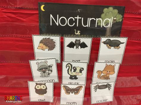 Nocturnal Animals Sharing Kindergarten