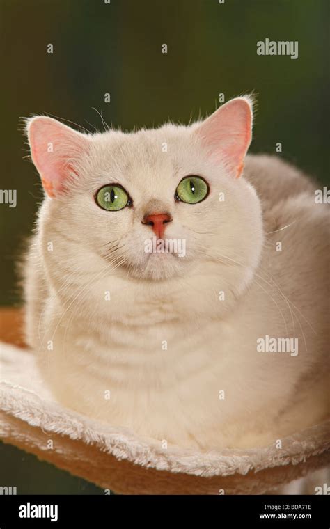 British Shorthair Cat Tomcat Chinchilla Stock Photo Alamy
