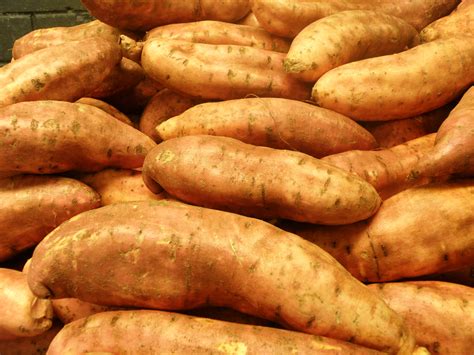 Growing Sweet Potatoes In Western Australia Agriculture And Food