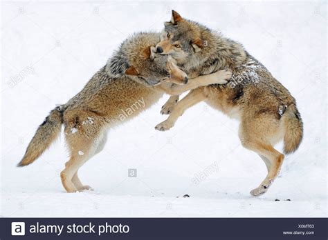 Combats Jouant Les Loups Cub Mackenzie Le Loup Loup Toundra De L