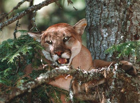 Couple In Bc Cougar Mauling Open Up About Being Stalked And Attacked