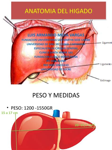 Anatomia Del Higado Hígado Biología