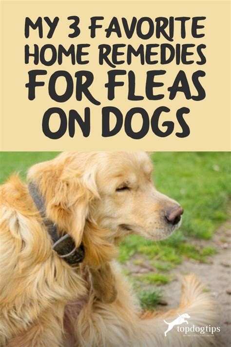 My 3 Favorite Home Remedies For Fleas On Dogs Artofit