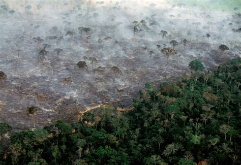 Amazon Rainforest May Be Less Fragile Than Previously Known Study