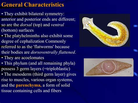 Phylum Platyhelminthes General Characteristics And Cl