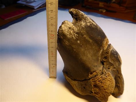 Fossilized Bone Help With Identification Please Fossil Id The