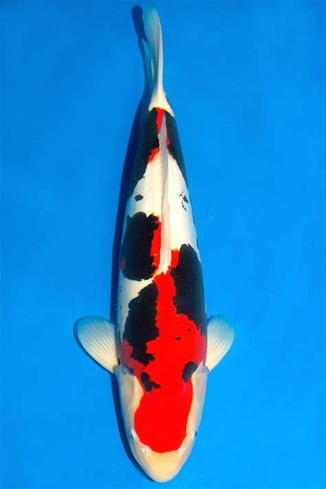 10 best Nishikigoi Variety Kumonryu images on Pinterest | Koi carp