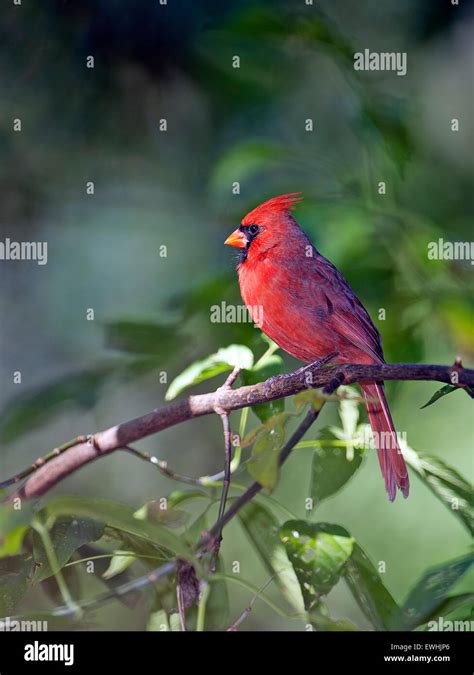 Northern Cardinal Hi Res Stock Photography And Images Alamy