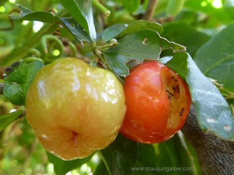 Maui Jungalow Acerola Cherries
