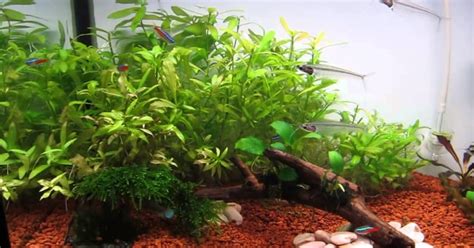 Bentuk daunnya yang kecil dan juga imut, akan memberikan kesan elegan dan lembut di dalam aquarium kalian. JENIS TANAMAN UNTUK AQUARIUM - PERIKANAN