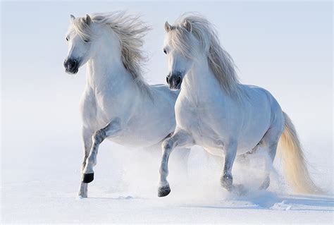 Hd Wallpaper Two White Horses Winter Snow Running Pair Allure