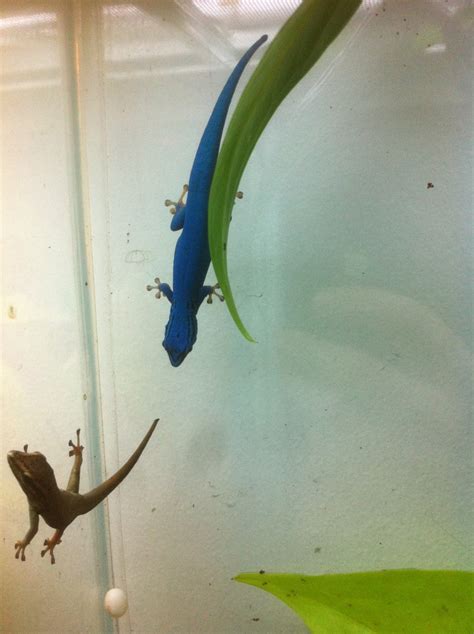 Lygodactylus Williamsi Electric Blue Day Gecko Pair Phelsuma Farm