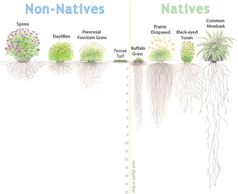 Root Depth Natives Vs Nonnatives Reduce Your Stormwater