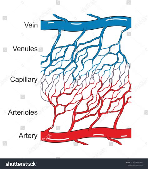 What Is A Capillary