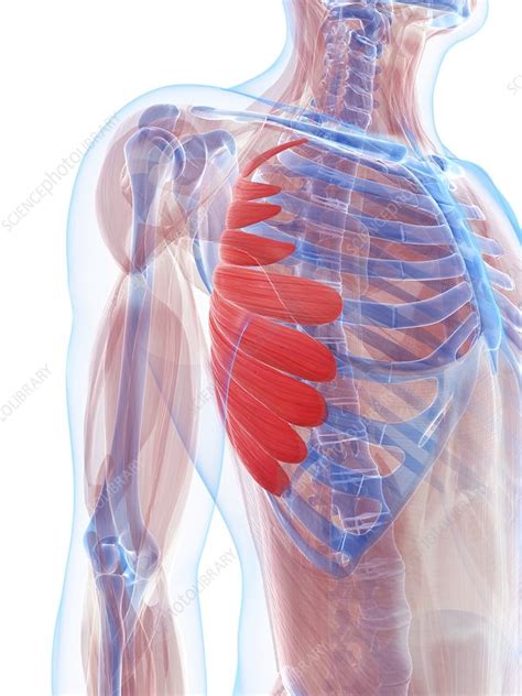 Chest Muscles Artwork Stock Image F005 0676 Science Photo Library
