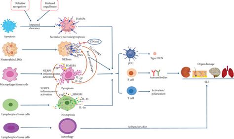 Programmed Cell Death Pathways In The Pathogenesis Of Systemic Lupus