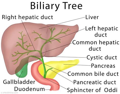 Biliary Tree And Liver Anatomy And Function Anatomy Pinterest