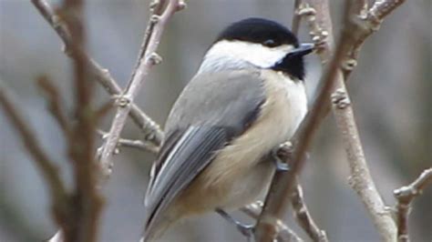 Carolina Chickadee Perched On A Branch In A Tree 1080p Hd Youtube