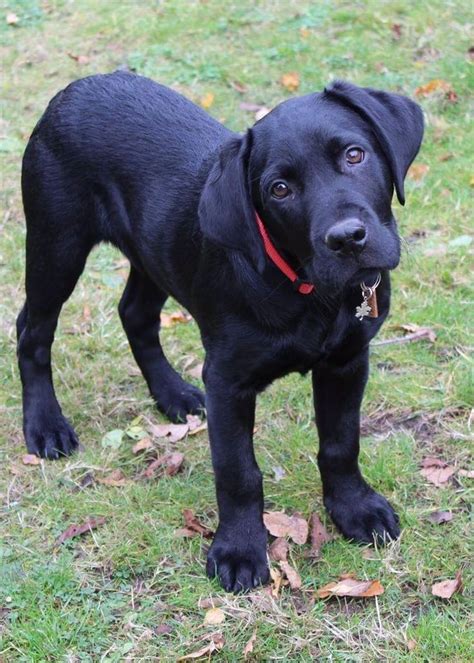 Welcome to sadona labrador retrievers. He'll grow into those paws someday. http://ift.tt/2gmdeY8 ...