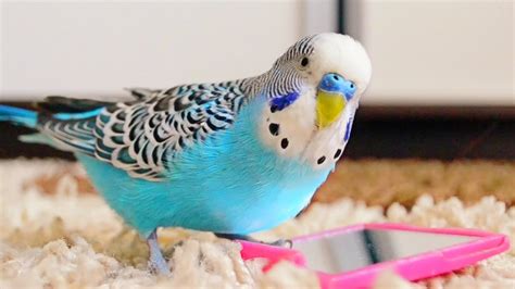 Parakeet Care Expert Guide To Keep Your Parakeet Healthy In 2019