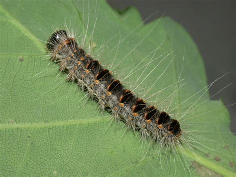 La chenille processionnaire du chêne (thaumetopoea processionea) occasionne des défoliations importantes sur les arbres. Chenille processionnaire du chêne - ENVIRONNEMENT